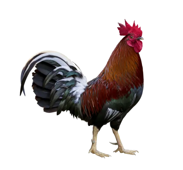Rooster